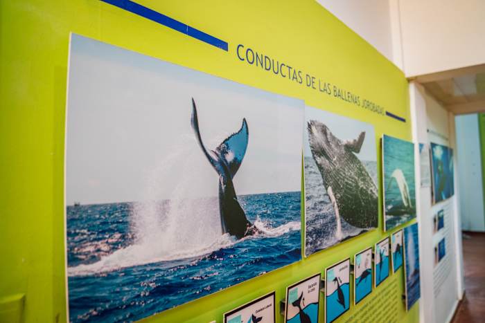 Whale Watching Museum_2:2